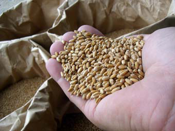 収穫された小麦たち